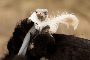 ostrich